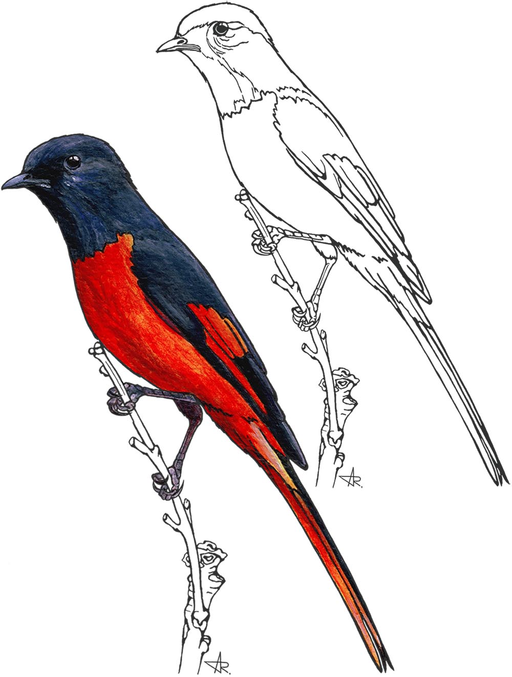 Annam minivet (Pericrocotus ethologus annamensis). 2025. Paper, fineliner, acrylic (digitized)