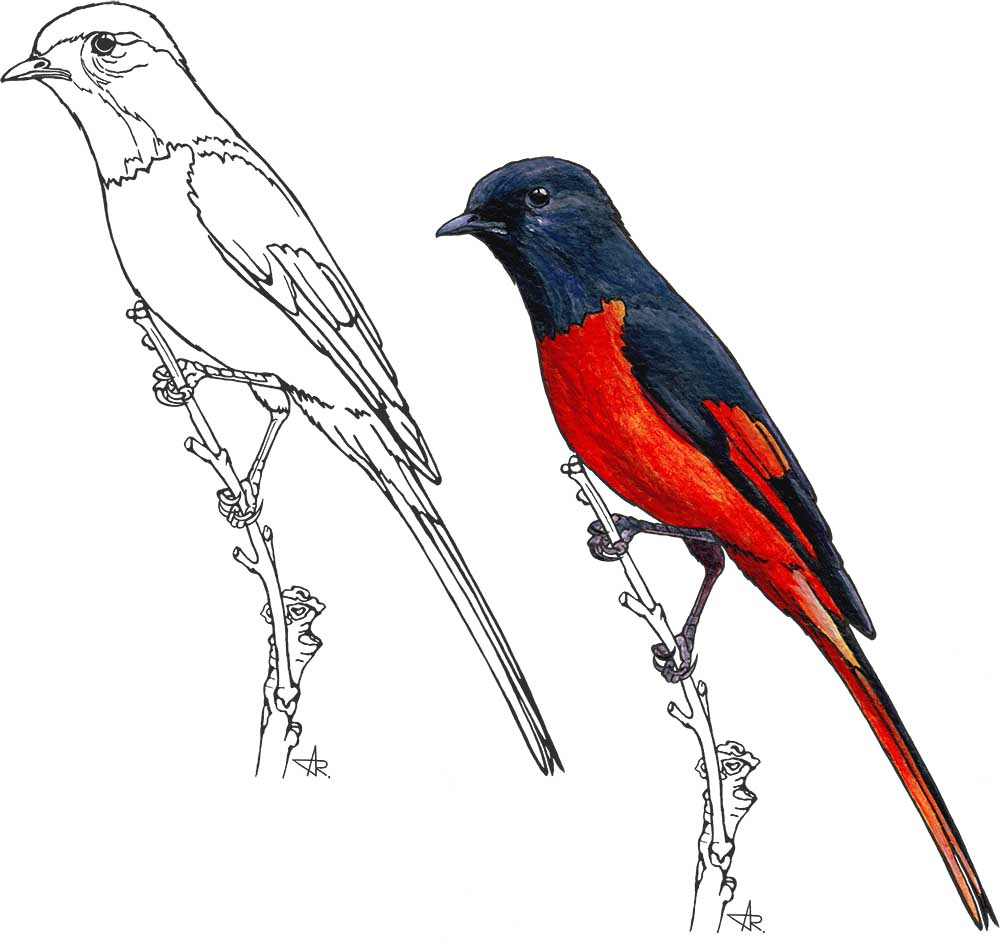 Annam minivet (Pericrocotus ethologus annamensis). 2025. Paper, fineliner, acrylic (digitized)