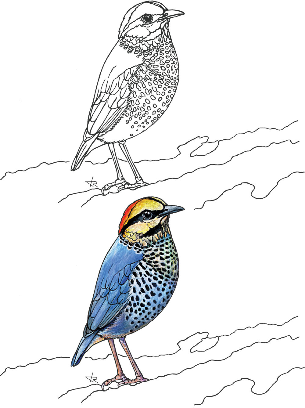 Blue pitta (Hydrornis cyaneus). 2025. Paper, fineliner, acrylic (digitized)