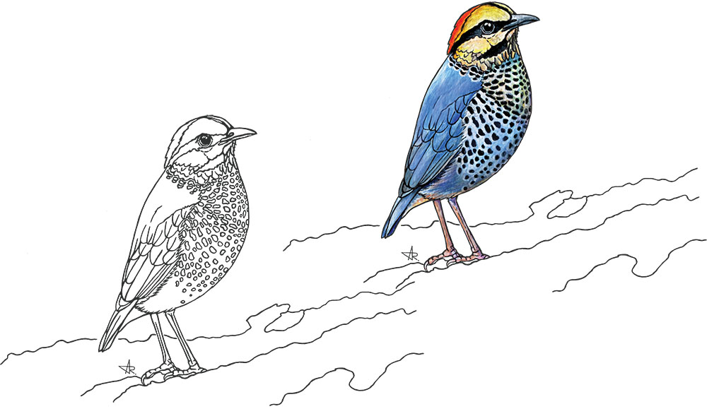Blue pitta (Hydrornis cyaneus). 2025. Paper, fineliner, acrylic (digitized)