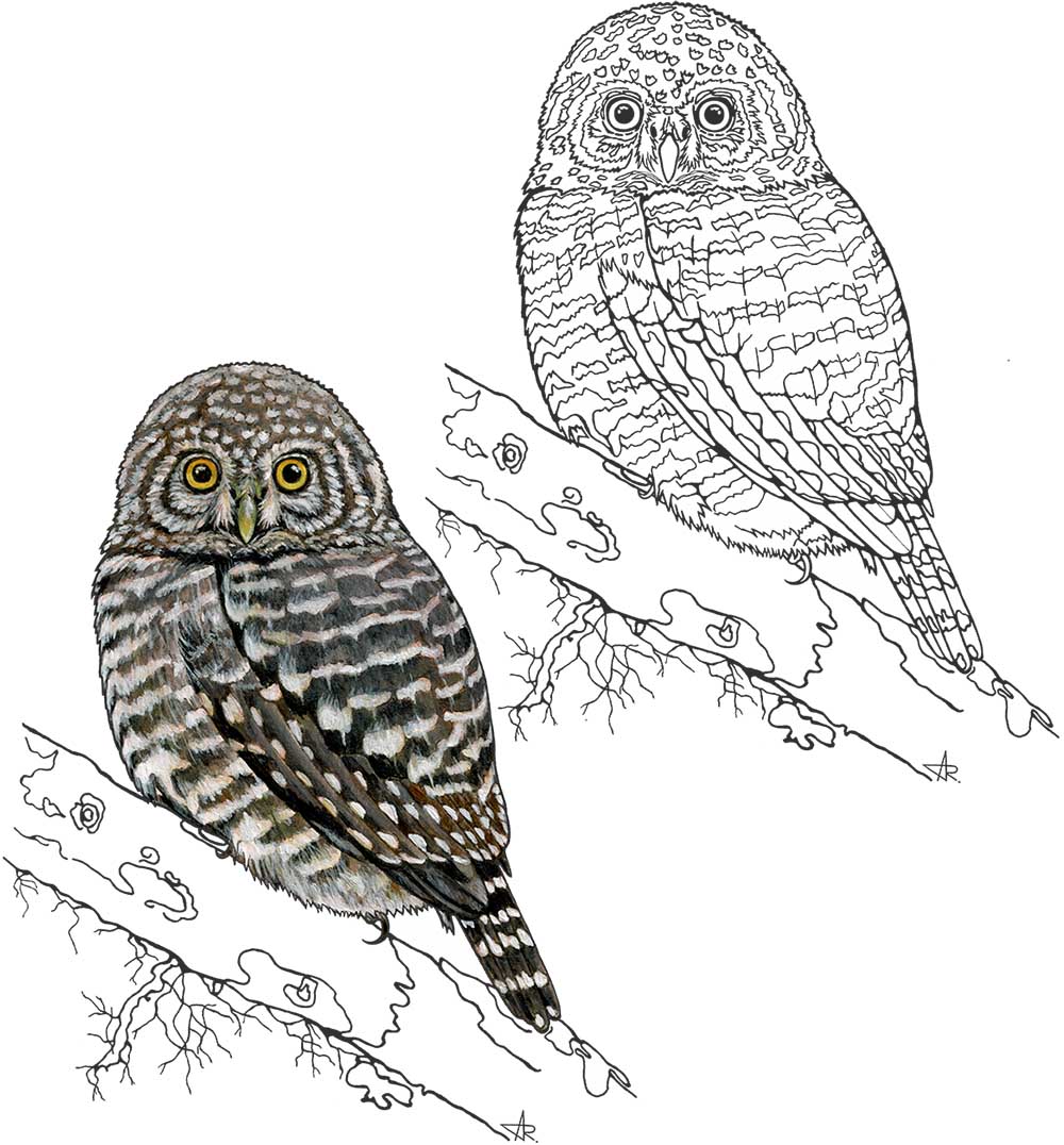 Collared owlet (Glaucidium brodiei). 2025. Paper, fineliner, acrylic (digitized)