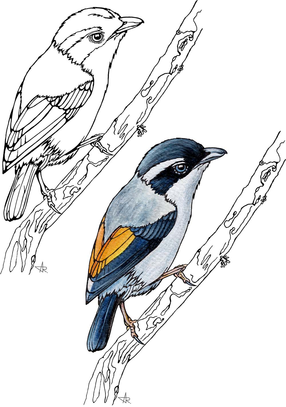 Dalat shrike-babbler (Pteruthius aeralatus annamensis). 2025. Paper, fineliner, acrylic (digitized)