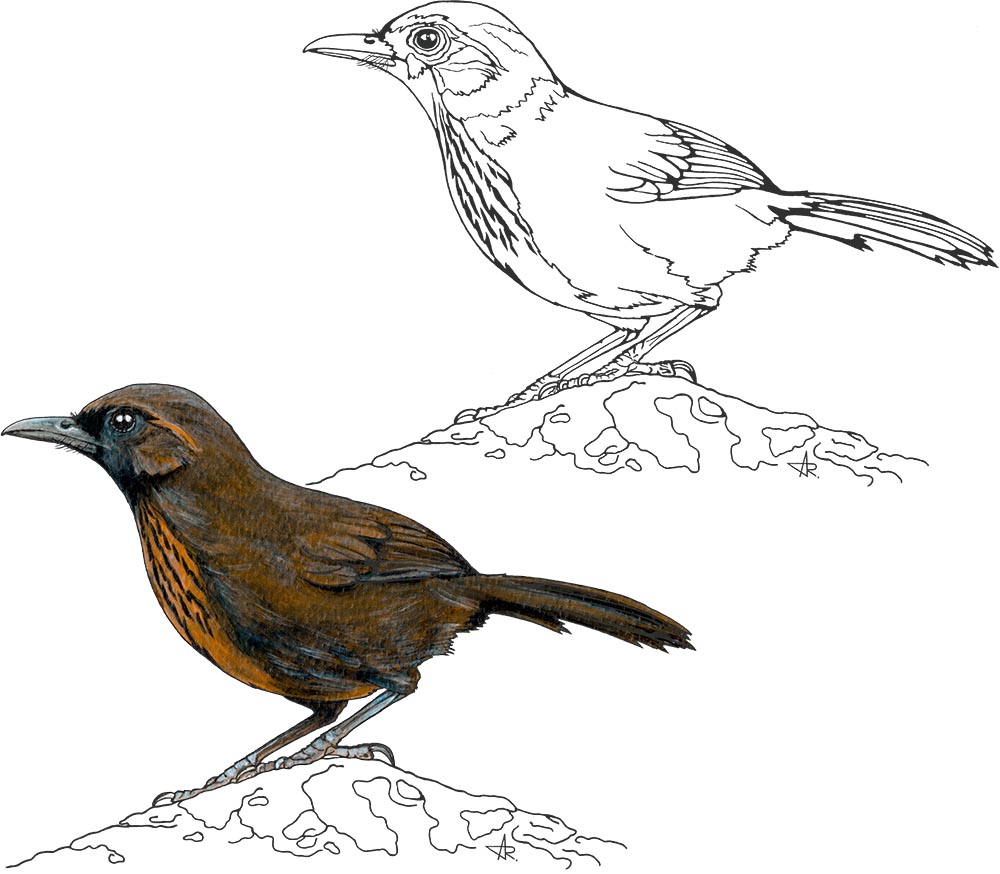 Orange-breasted laughingthrush (Garrulax annamensis). 2025. Paper, fineliner, acrylic (digitized)