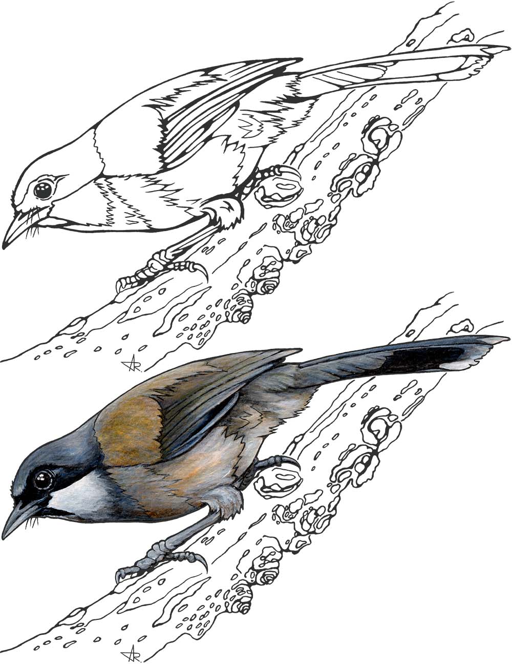 White-cheeked laughingthrush (Garrulax vassali). 2025. Paper, fineliner, acrylic (digitized)