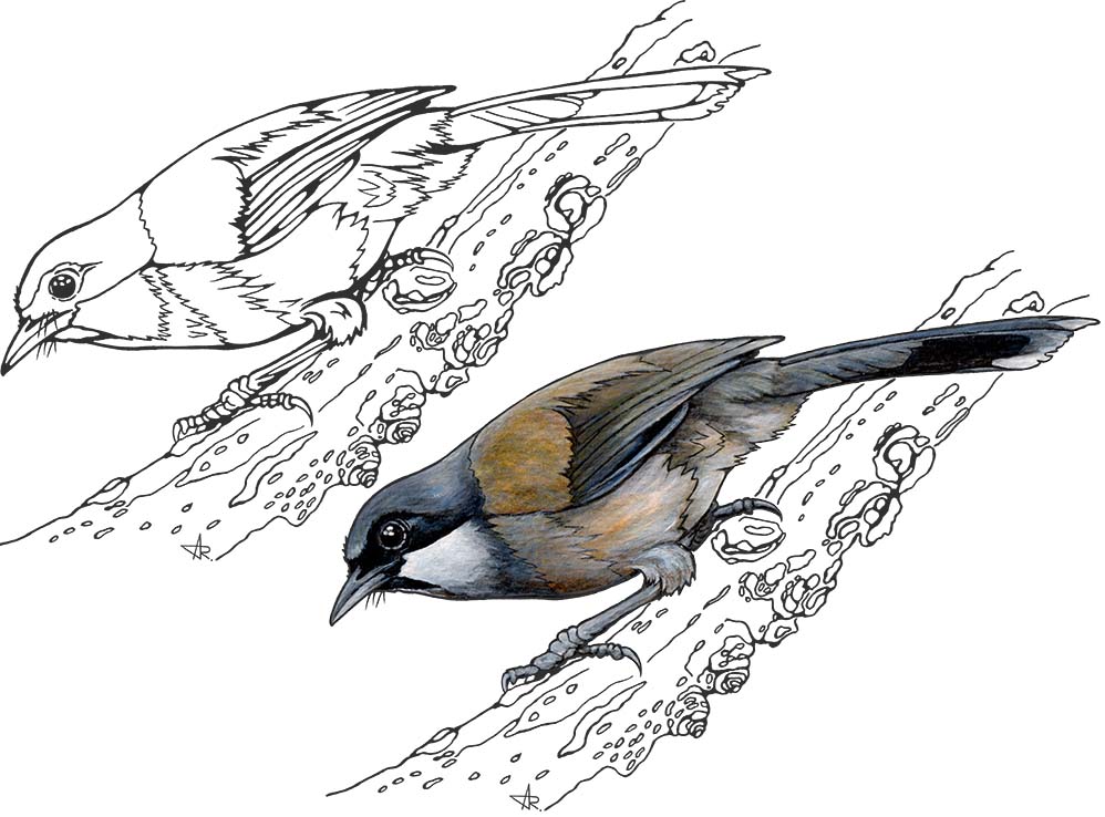 White-cheeked laughingthrush (Garrulax vassali). 2025. Paper, fineliner, acrylic (digitized)
