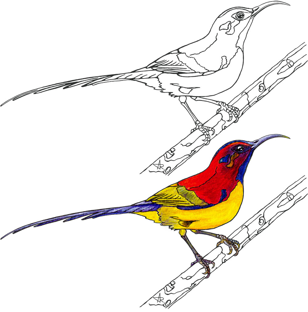 Mrs. Gould's sunbird (Aethopyga gouldiae annamensis). 2025. Paper, fineliner, acrylic (digitized)