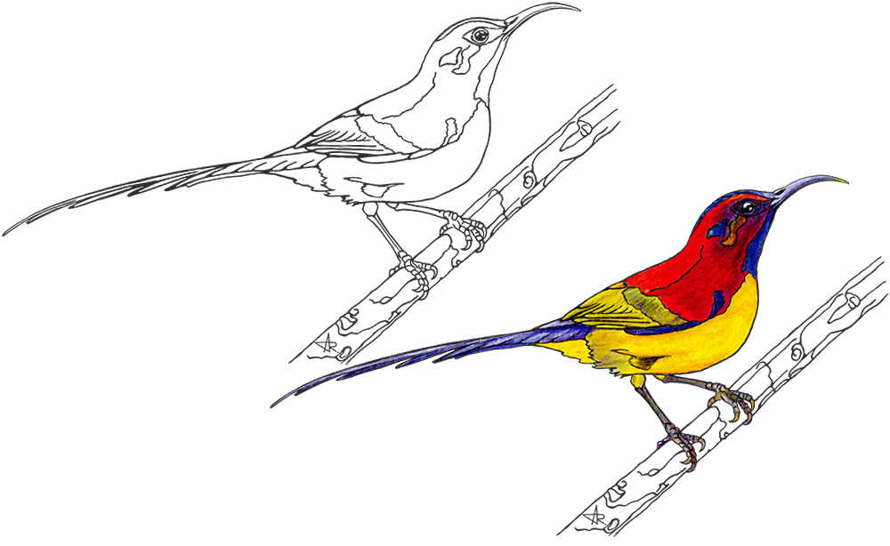 Mrs. Gould's sunbird (Aethopyga gouldiae annamensis). 2025. Paper, fineliner, acrylic (digitized)