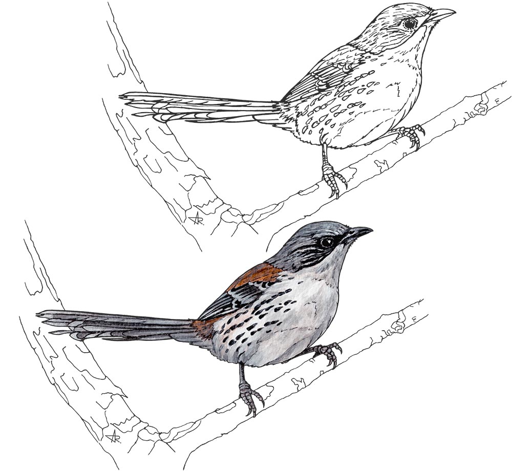 Gray-crowned crocias (Laniellus langbianis). 2025. Paper, fineliner, acrylic (digitized)