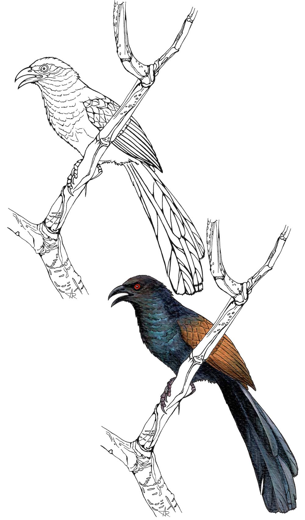 Greater coucal (Centropus sinensis). 2025. Paper, fineliner, acrylic (digitized)