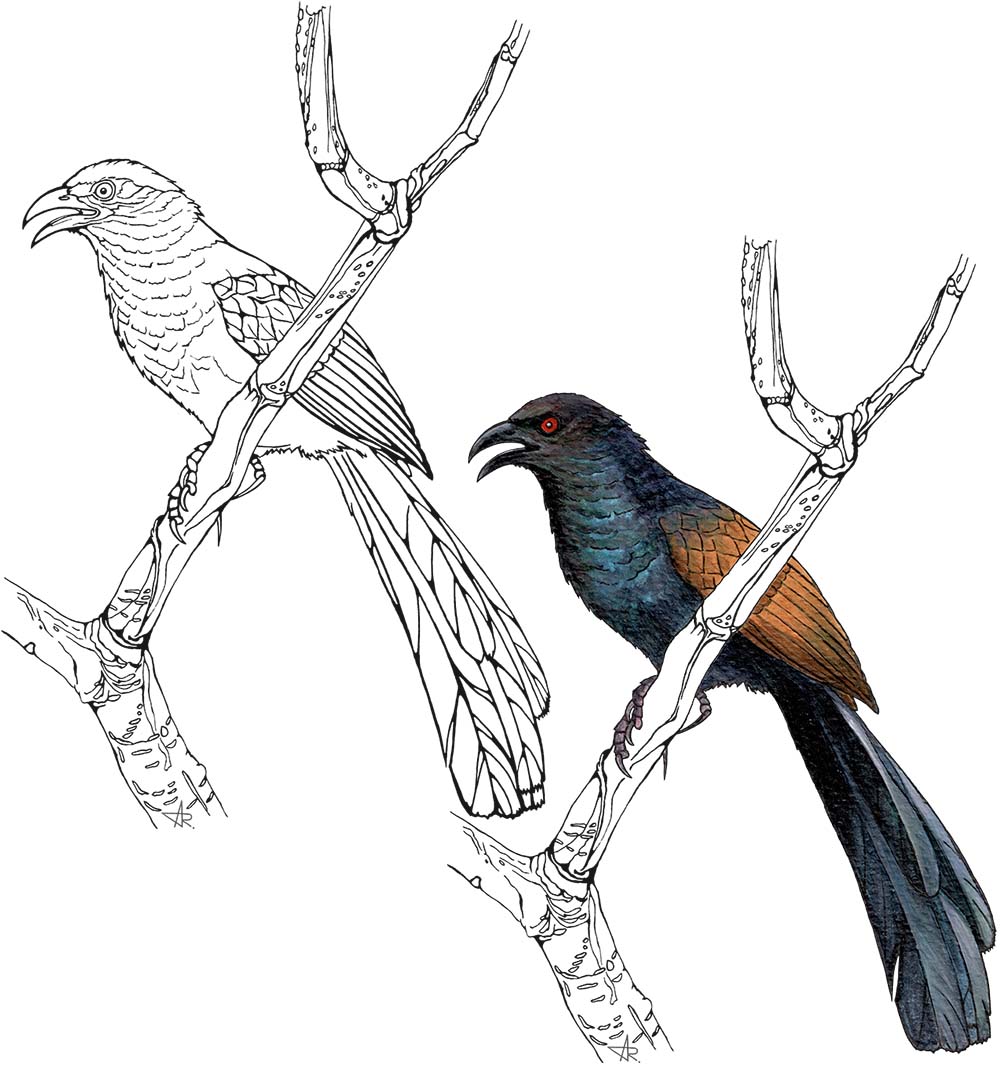 Greater coucal (Centropus sinensis). 2025. Paper, fineliner, acrylic (digitized)