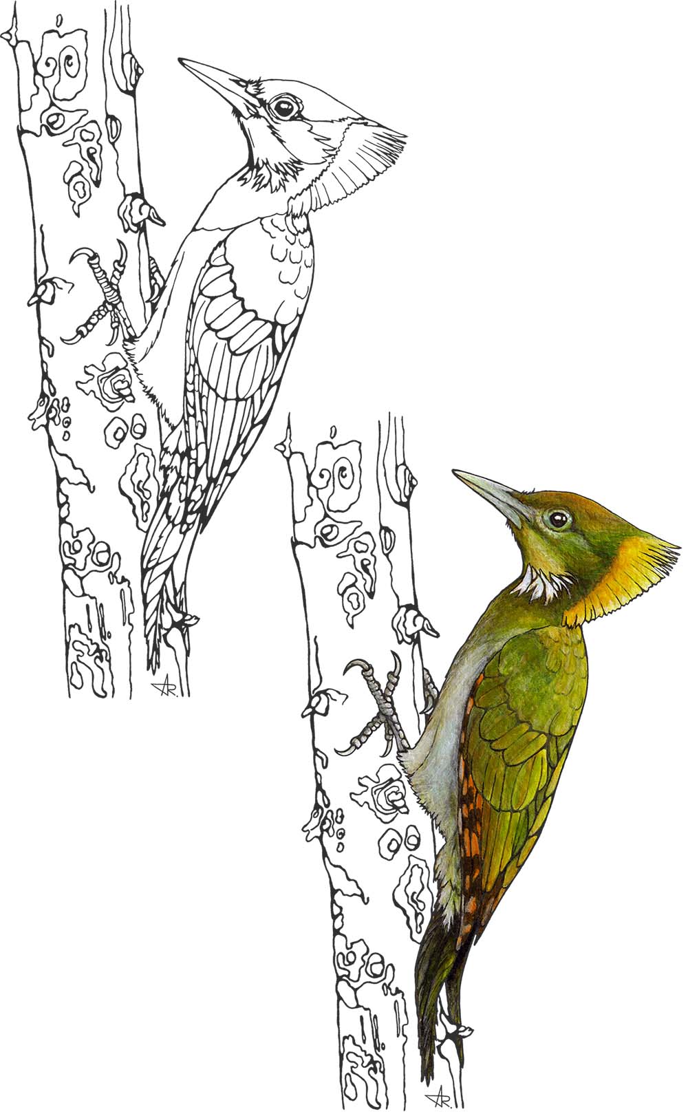 Greater yellownape (Chrysophlegma flavinucha). 2025. Paper, fineliner, acrylic (digitized)