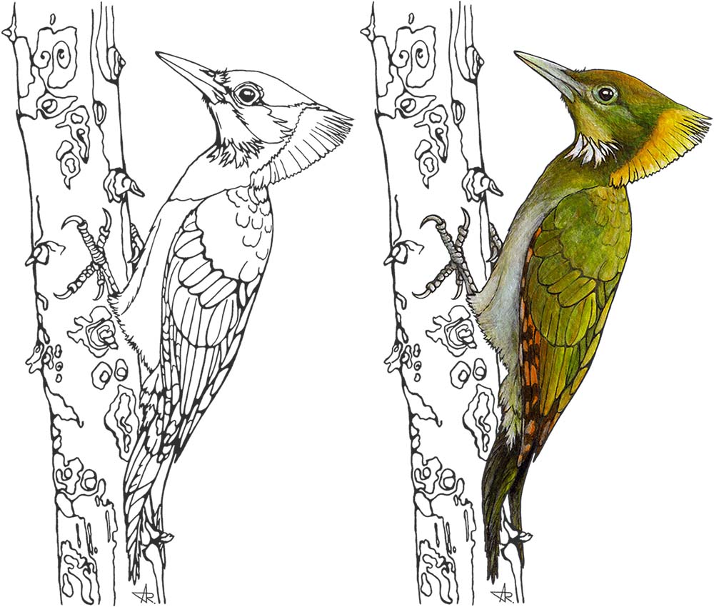 Greater yellownape (Chrysophlegma flavinucha). 2025. Paper, fineliner, acrylic (digitized)