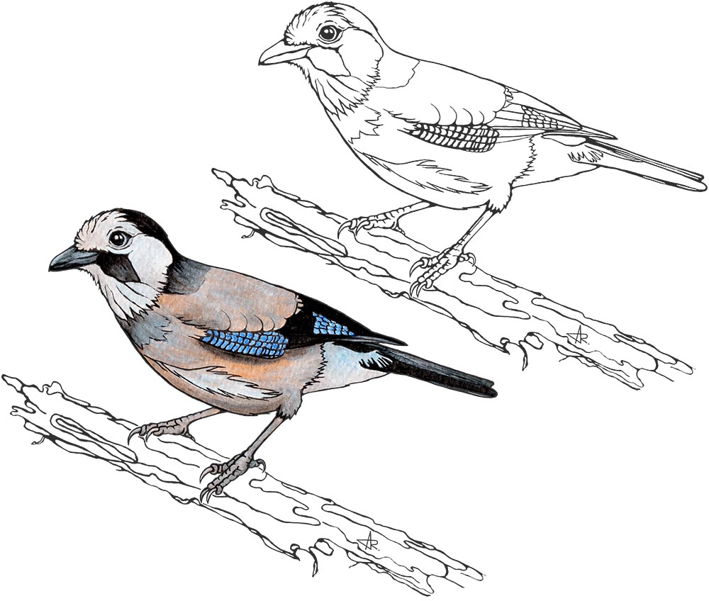 White-faced Jay (Garrulus glandarius leucotis). 2025. Paper, fineliner, acrylic (digitized)