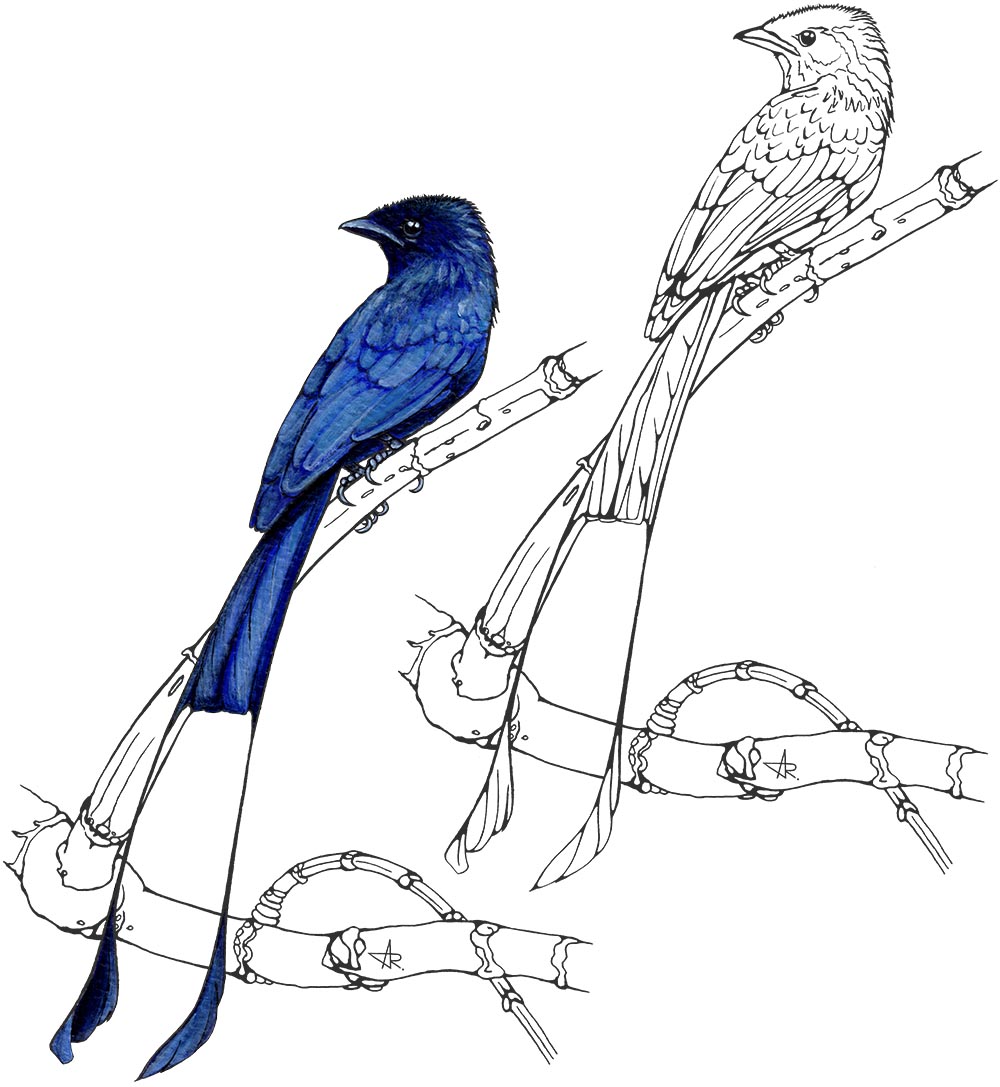 Lesser racket-tailed drongo (Dicrurus remifer). 2025. Paper, fineliner, acrylic (digitized)