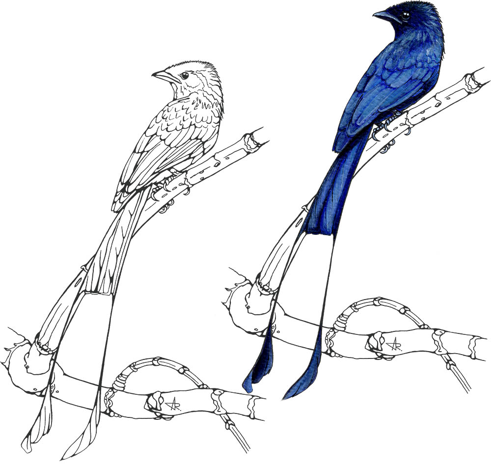 Lesser racket-tailed drongo (Dicrurus remifer). 2025. Paper, fineliner, acrylic (digitized)