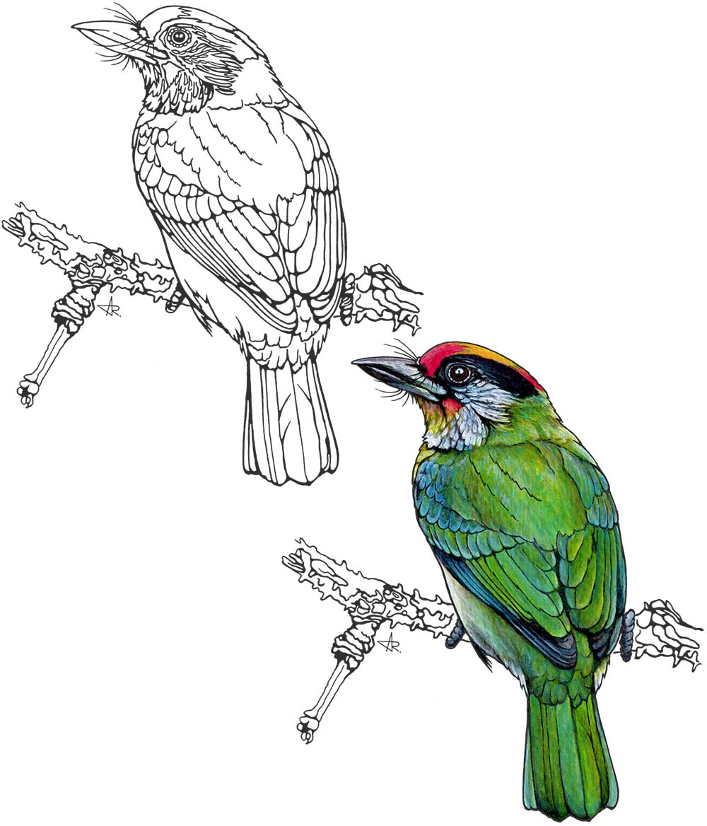 Necklaced barbet (Psilopogon franklinii). 2025. Paper, fineliner, acrylic (digitized)