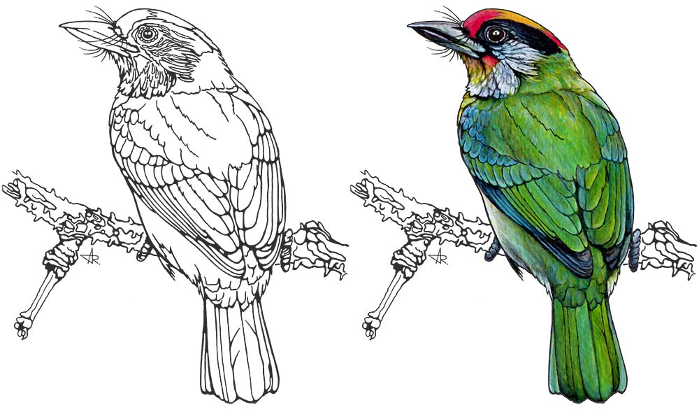 Necklaced barbet (Psilopogon franklinii). 2025. Paper, fineliner, acrylic (digitized)