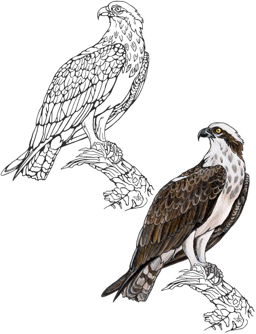 Osprey (Pandion haliaetus). 2025. Paper, fineliner, acrylic (digitized)