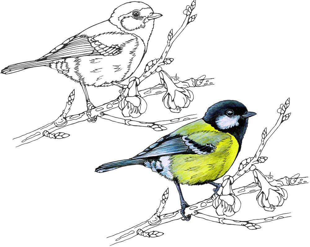 Green-backed tit (Parus monticolus). 2025. Paper, fineliner, acrylic (digitized)
