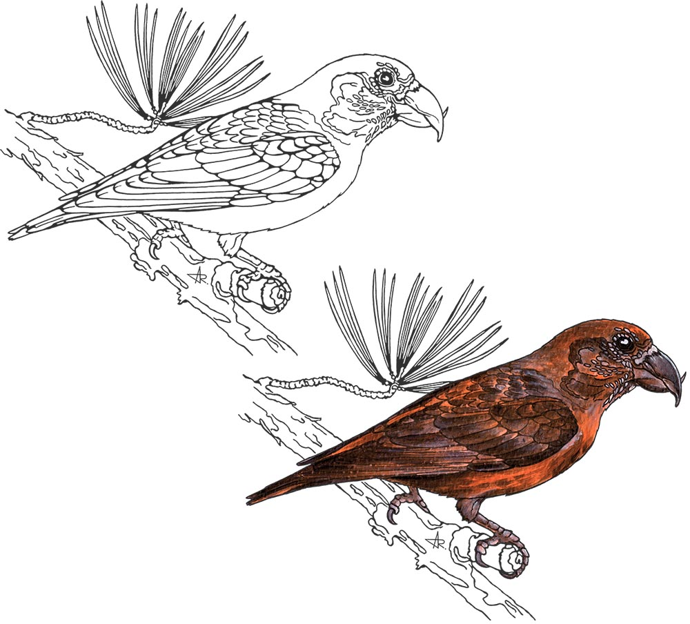 Red crossbill (Loxia curvirostra meridionalis). 2025. Paper, fineliner, acrylic (digitized)