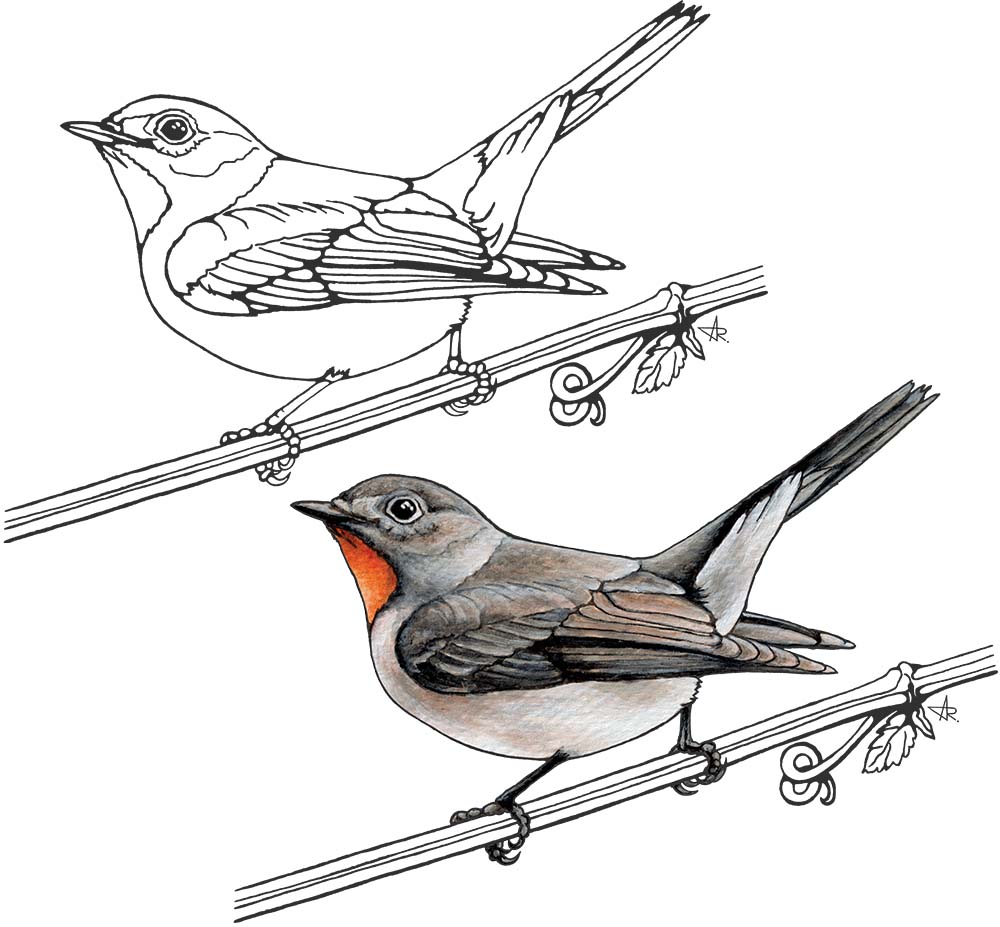 Red-throated flycatcher (Ficedula albicilla). 2025. Paper, fineliner, acrylic (digitized)
