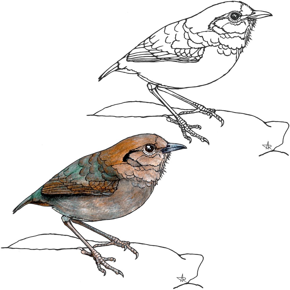 Rusty-naped pitta (Hydrornis oatesi). 2025. Paper, fineliner, acrylic (digitized)