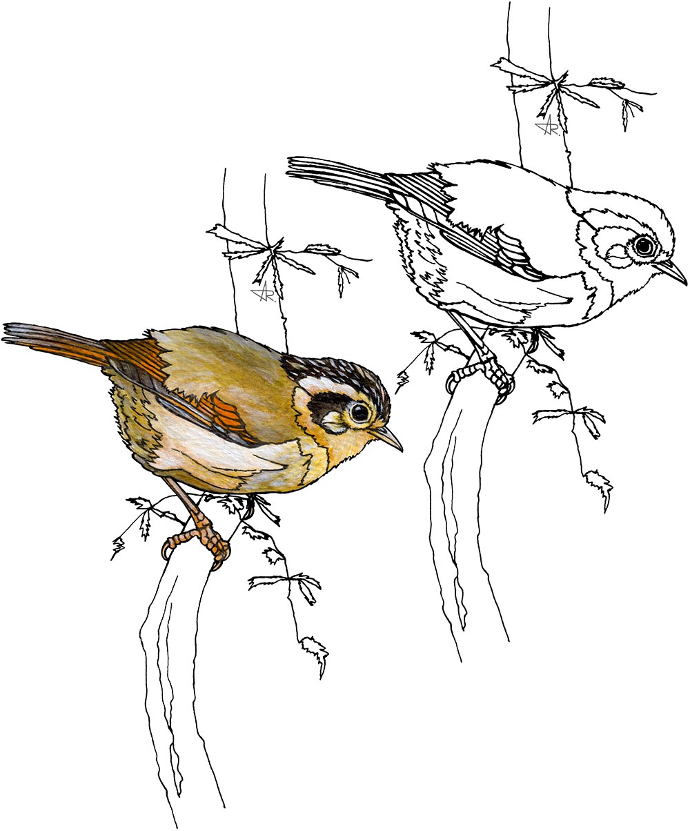 Black-crowned fulvetta (Shoeniparus klossi). 2025. Paper, fineliner, acrylic (digitized)