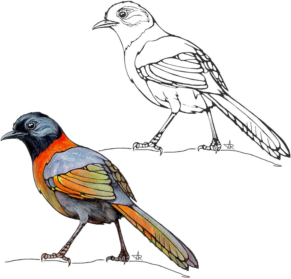 Collared laughingthrush (Trochalopteron yersini). 2025. Paper, fineliner, acrylic (digitized)