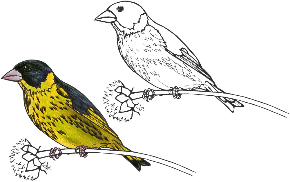 Vietnamese greenfinch (Chloris monguilloti). 2025. Paper, fineliner, acrylic (digitized)