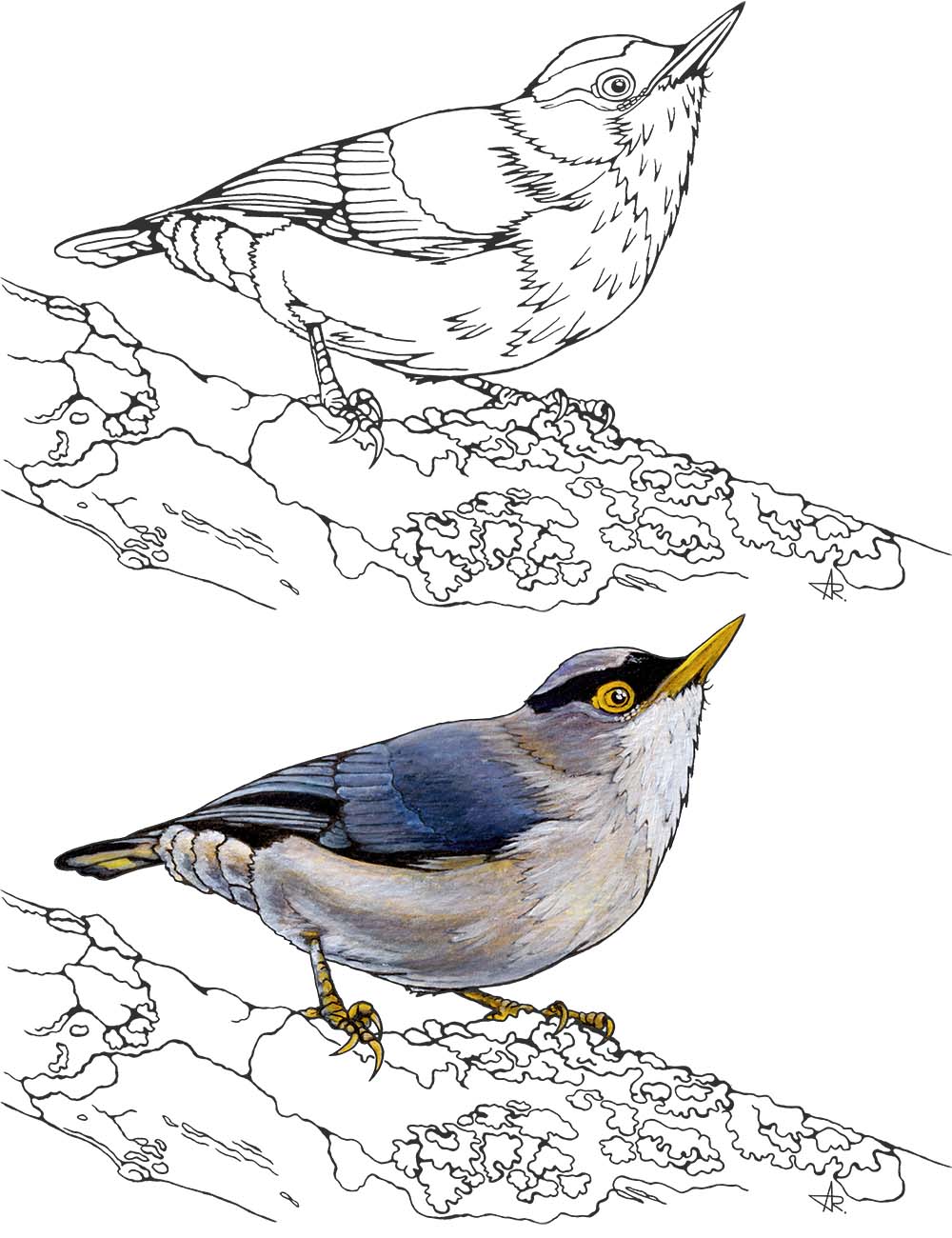 Yellow-billed nuthatch (Sitta solangiae). 2025. Paper, fineliner, acrylic (digitized)
