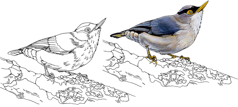 Yellow-billed nuthatch (Sitta solangiae). 2025. Paper, fineliner, acrylic (digitized)