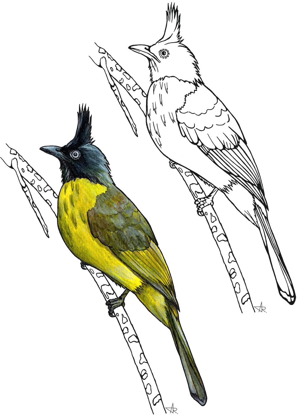 Black-crested bulbul (Rubigula flaviventris). 2025. Paper, fineliner, acrylic (digitized)