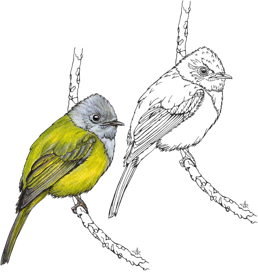Grey-headed canary-flycatcher (Culicicapa ceylonensis). 2025. Paper, fineliner, acrylic (digitized)