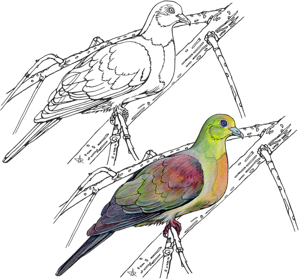 Wedge-tailed green-pigeon (Treron sphenurus). 2025. Paper, fineliner, acrylic (digitized)