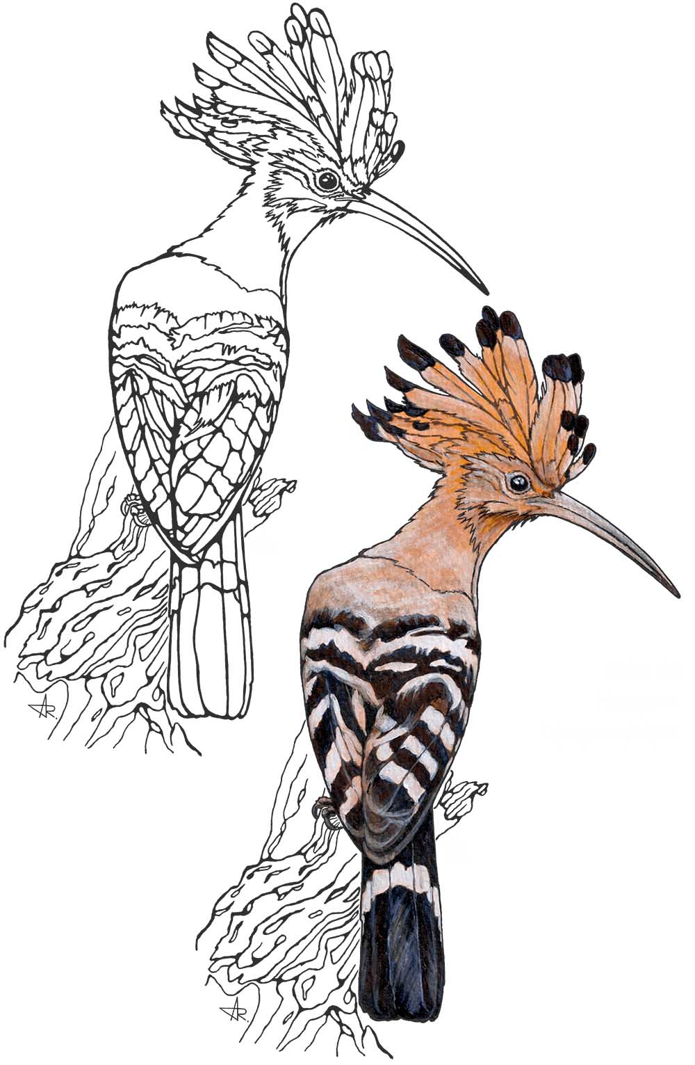 Common hoopoe (Upupa epops). 2025. Paper, fineliner, acrylic (digitized)