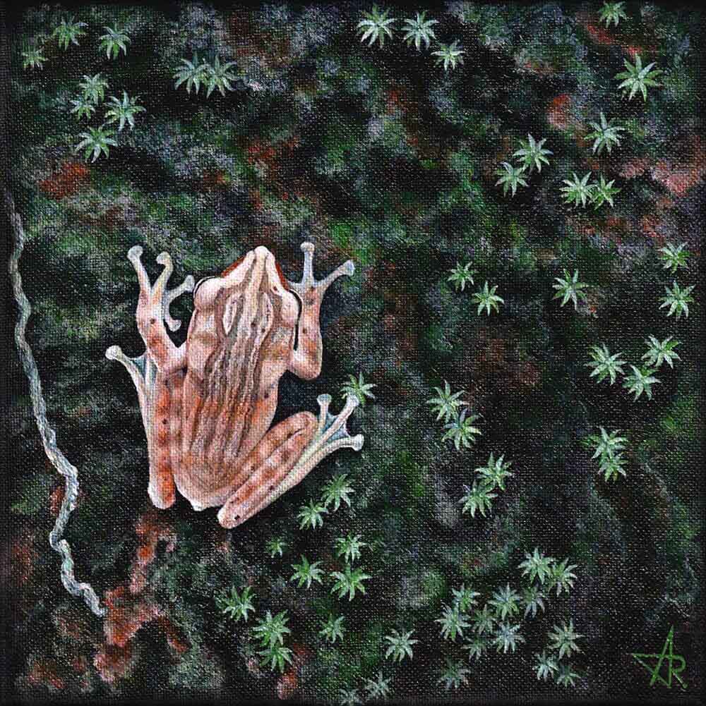 Tree frog (Polypedates leucomystax). 2022. Canvas, acrylic, 20x20 cm