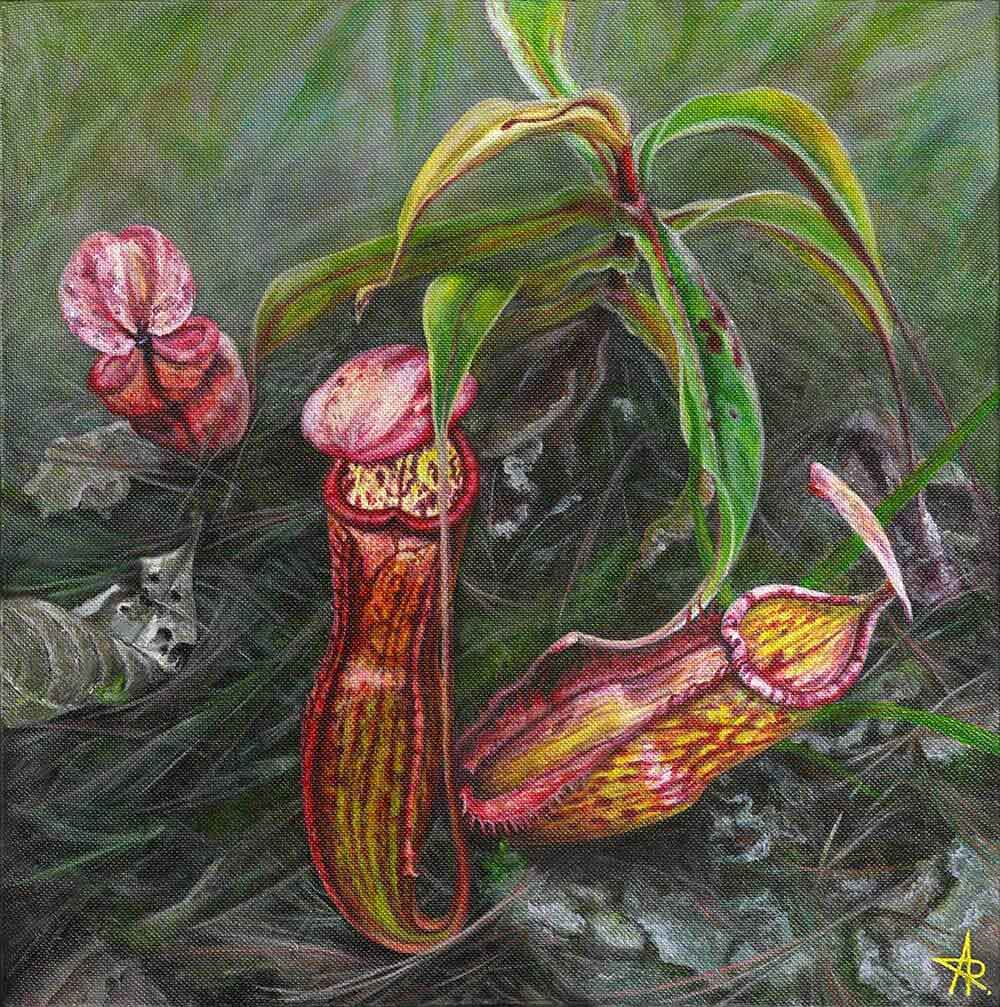 Pitcher plant (Nepenthes smilesii). 2022. Canvas, acrylic, 30x30 cm