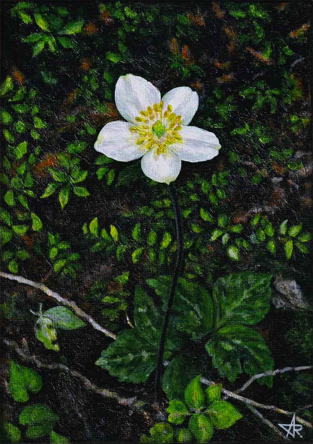 Anemone in the mountain forest (Anemone poilanei). 2022. Canvas on cardboard, acrylic, 18x13 cm