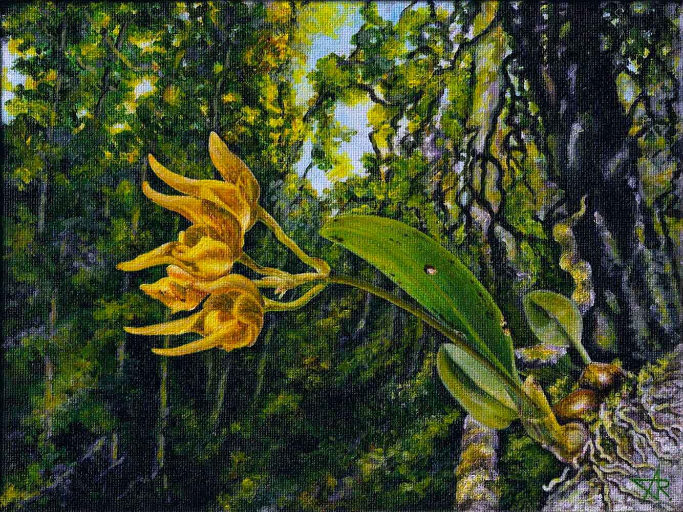 Orchid in the Mossy Forest (Bulbophyllum thydoii Vuong, Q.T.Truong, J.Ponert & J.J.Verm). 2023. Canvas on cardboard, acrylic, 18x24 cm