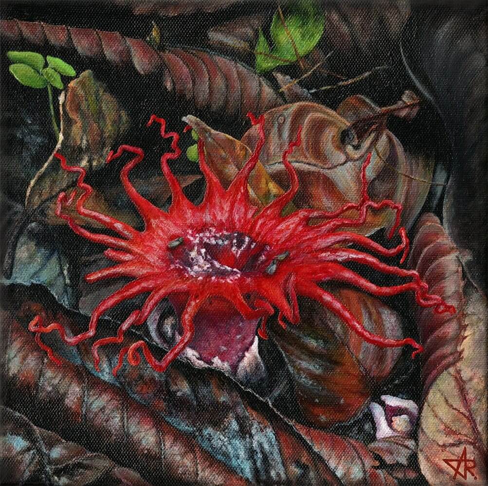Sea anemone fungus (Aseroe rubra). 2023. Canvas, acrylic, 20x20 cm