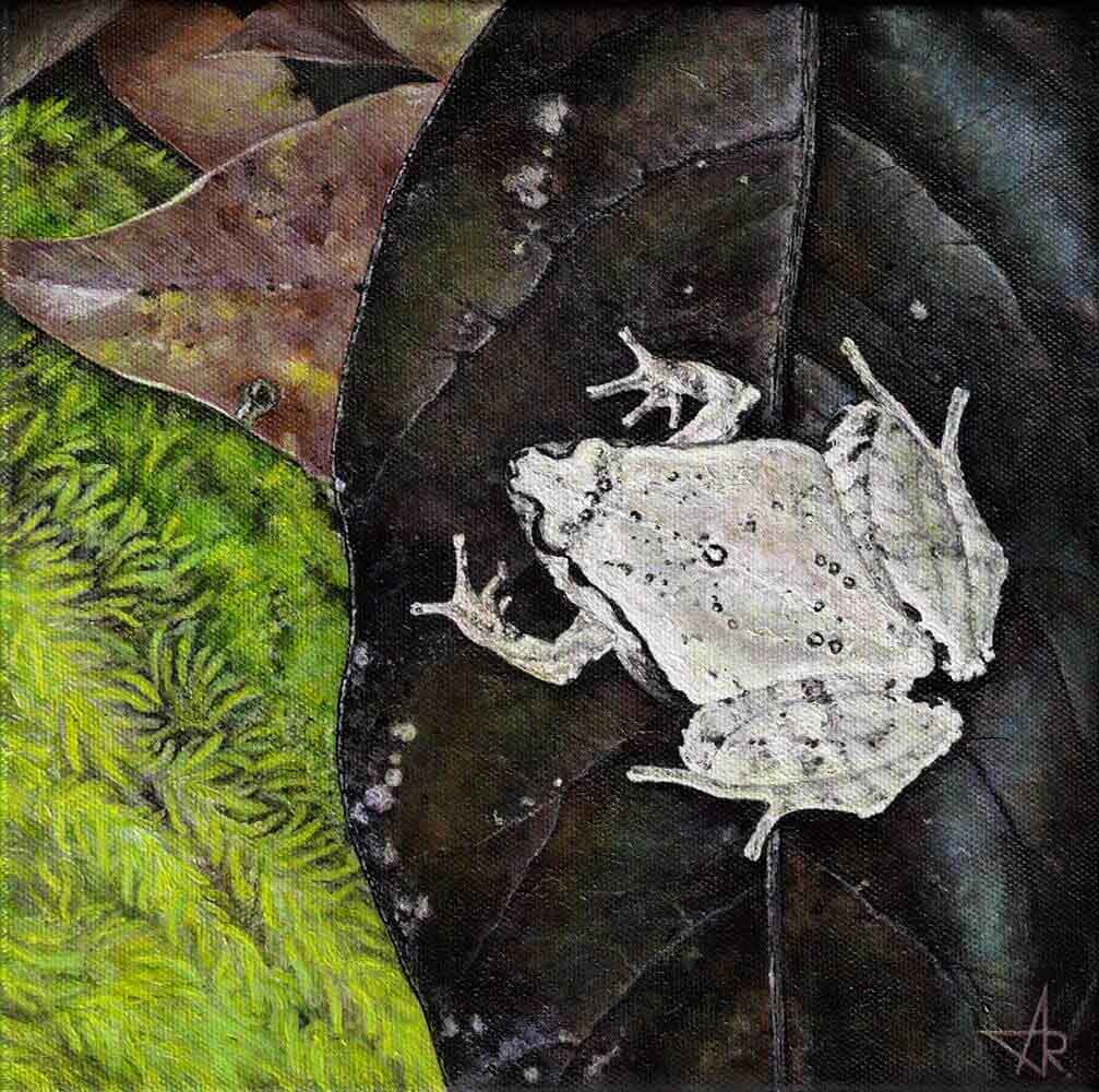 Frog Microhyla neglecta. 2023. Canvas, acrylic, 20x20 cm