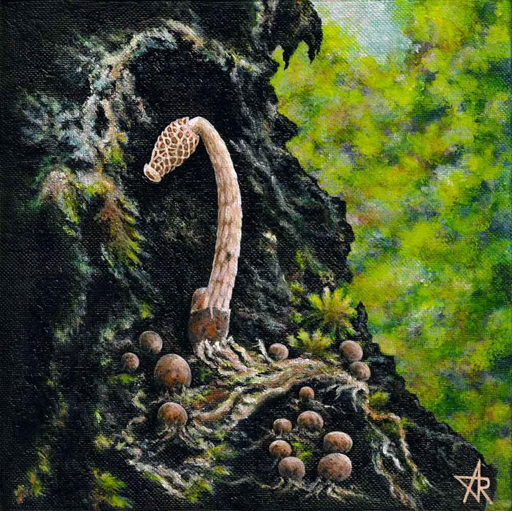 Drewes fungus (Phallus drewesii Desjardin & B.A. Perry). 2023. Canvas, acrylic, 20x20 cm