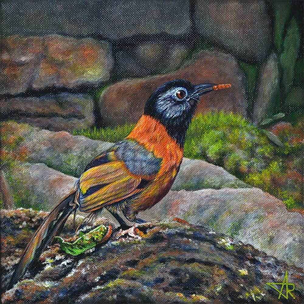 Collared laughingthrush (Trochalopteron yersini). 2024. Canvas, acrylic, 20x20 cm