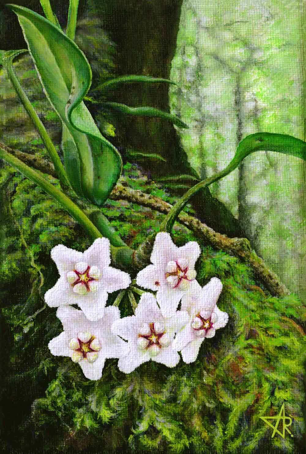 White waxflowers (Hoya mekongensis). 2024. Canvas, acrylic, 18x12 cm