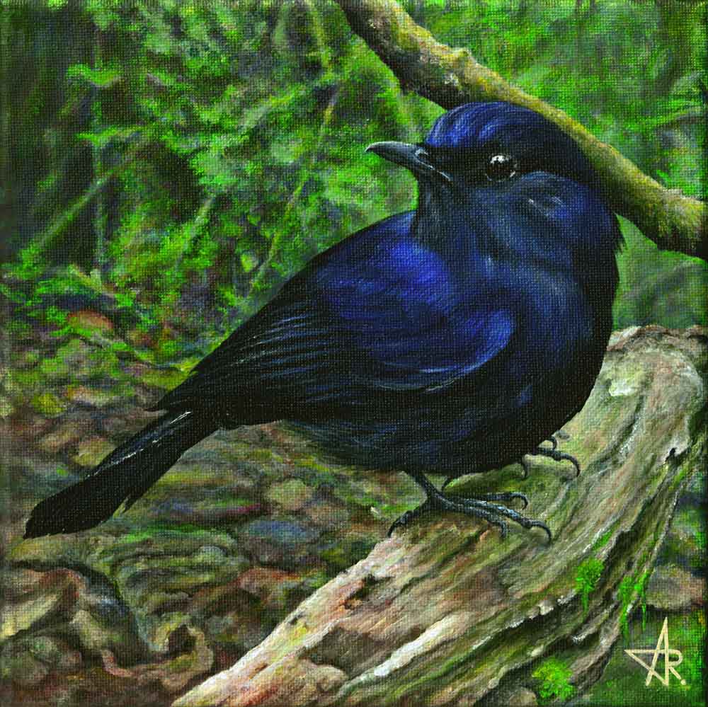 Blue Bird (Myiomela leucura). 2025. Canvas, acrylic, 20x20 cm