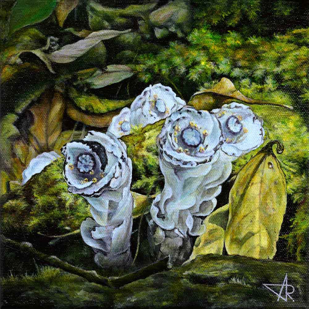 “Glass orchids” (Monotropastrum humile (D.don) Hara). 2025. Canvas, acrylic, 20x20 cm