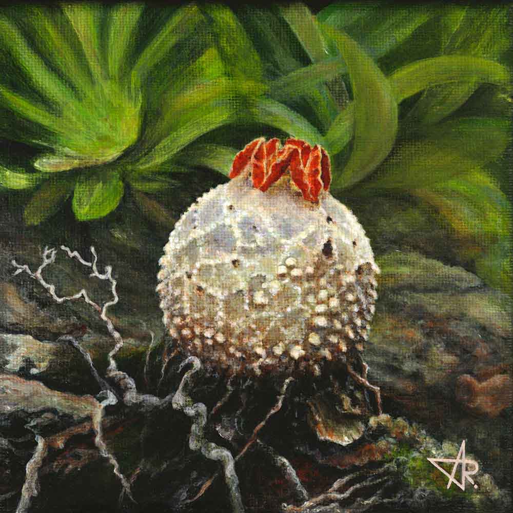 Fungus “prettymouth” (Calostoma sp.). 2025. Canvas, acrylic, 15x15 cm