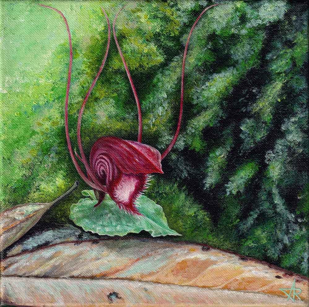 Orchid Corybas annamensis. 2022. Canvas, acrylic, 20x20 cm