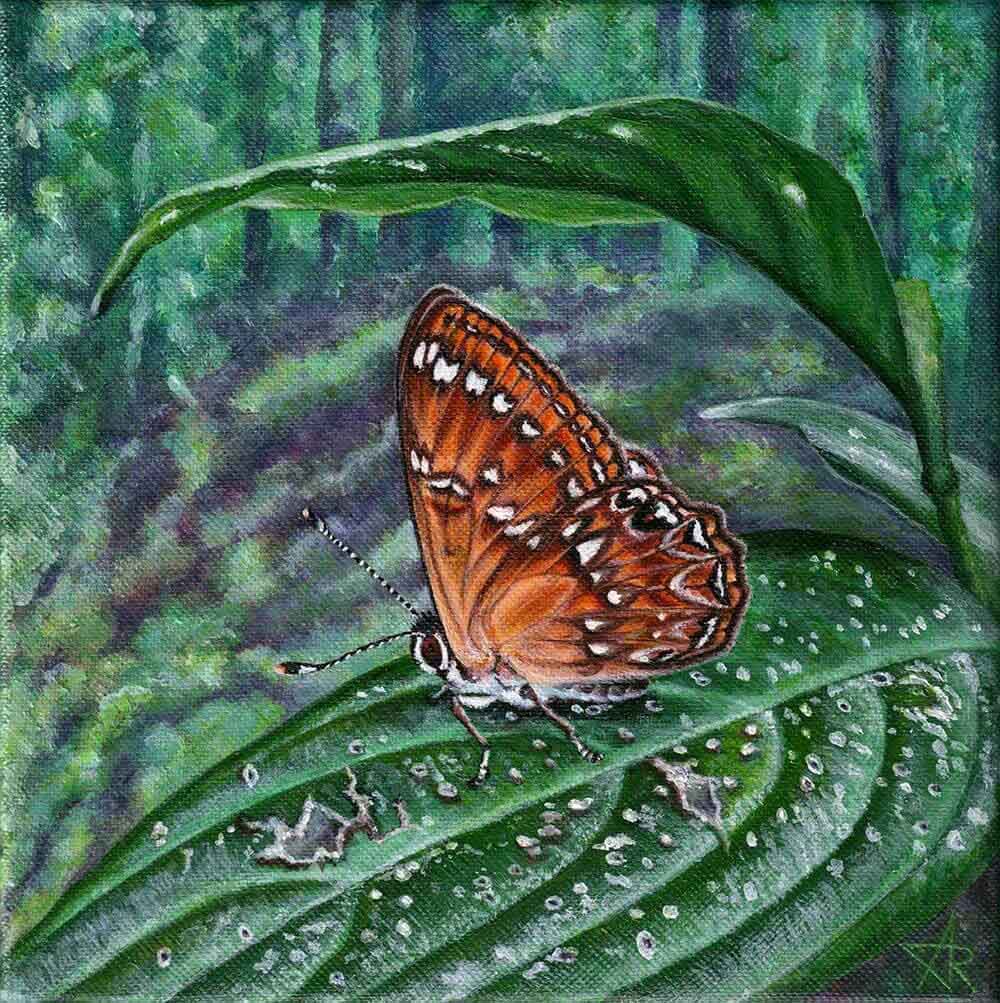 Butterfly White-spotted Judy (Abisara burnii). 2022. Canvas, acrylic, 20x20 cm
