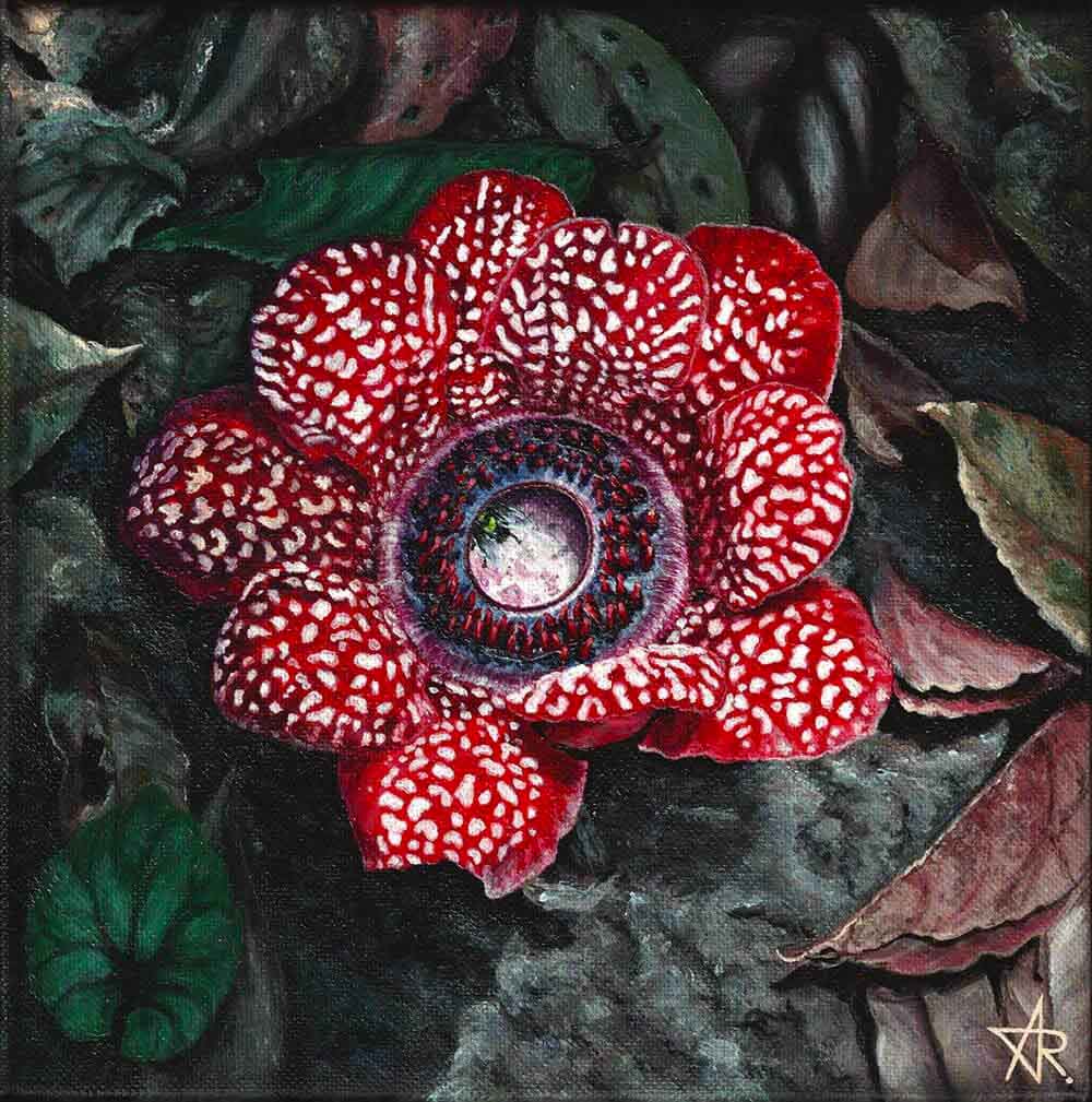 Sapria (Sapria himalayana f.albovinosa). 2022. Canvas, acrylic, 20x20 cm